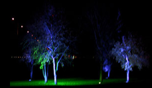 Bergmann's blaue Bume an der Dsseldorfer Rhein-Promenade